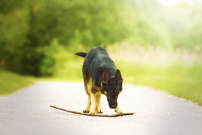 愤怒的德国牧羊犬狗拿着棍子