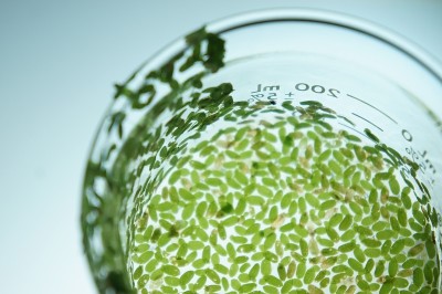 作为水污染生物指标的Lemna(浮萍)-环境科学概念