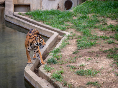 苏门答腊虎Panthera tigris sondaica沿着动物园围栏的混凝土屏障行走