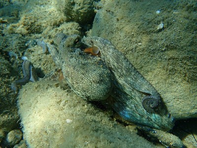 普通章鱼(octopus vulgaris)狩猎
