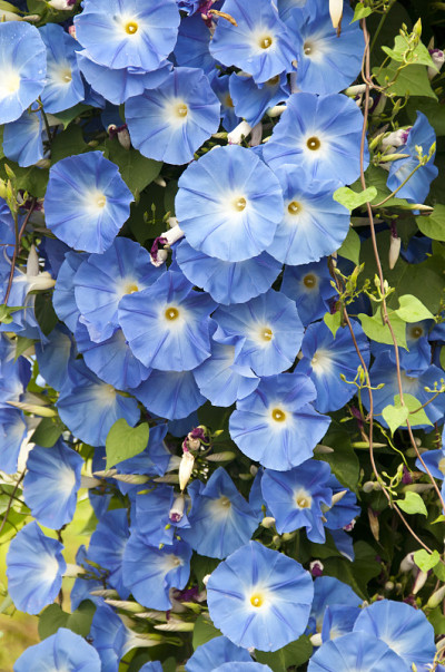 蓝色牵牛花