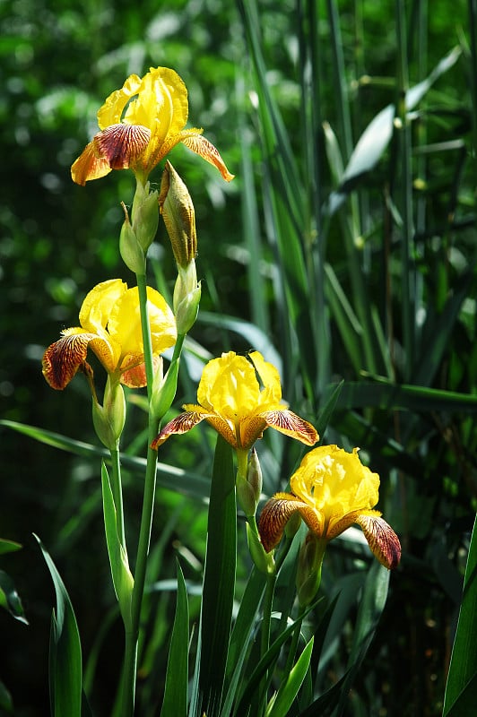 花