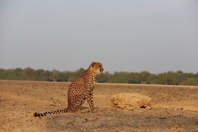 野猫