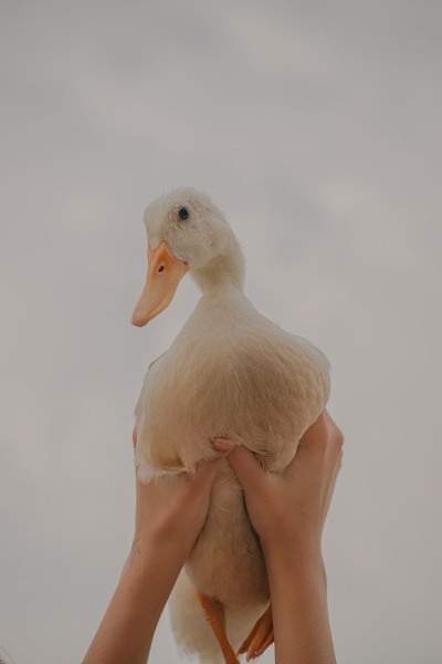 白鸭