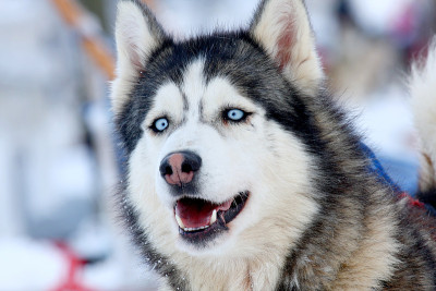 西伯利亚雪橇犬