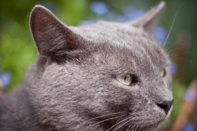 英国蓝色短毛小猫