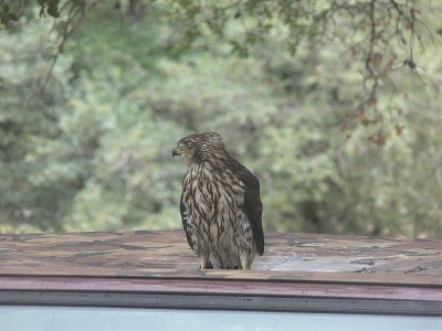 Cooper's Hawk在车上