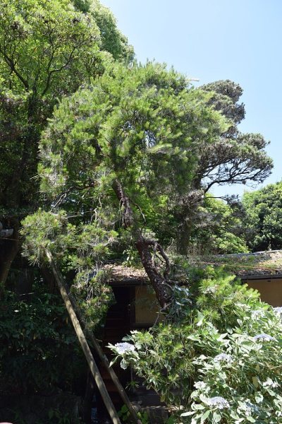 一棵哭泣的日本红松