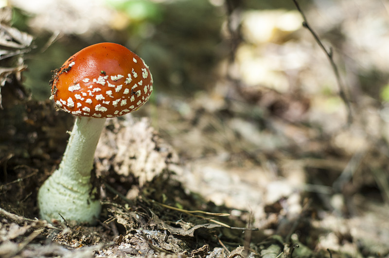 鹅膏,fly-agaric