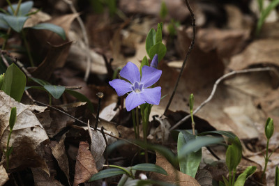 小长春花