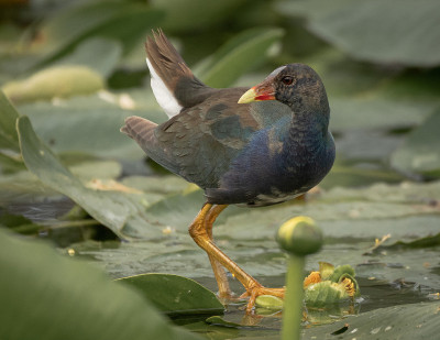 紫色Gallinule。