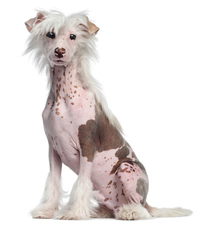 中国冠毛犬，4个月大，坐在白色背景前