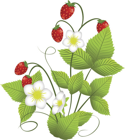 草莓