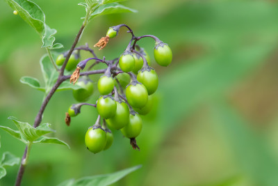 苦乐参半的茄属果实在夏天成熟