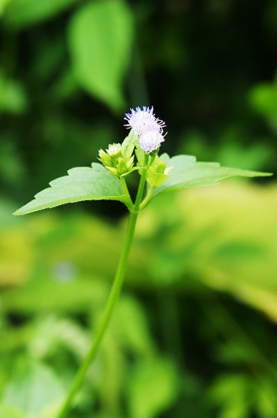 Grassflower