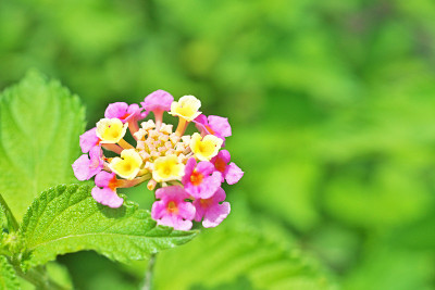 卡马拉Lantana