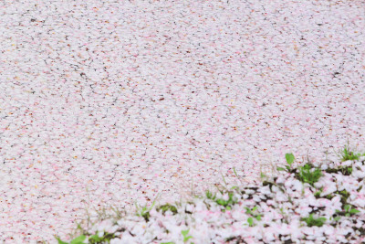 樱花盛开