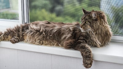 大猫在窗台上休息