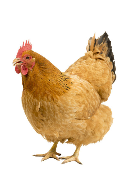 Portrait of a New Hampshire Red hen chicken standi
