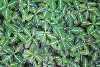 一种叫ruellia mackoyana的猴子植物