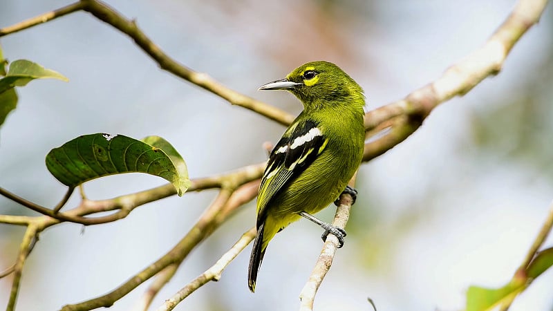 绿叶蝉(Aegithina viridissima)是绿叶蝉科鸟类的一种。它被发现在泰国马来半岛，苏