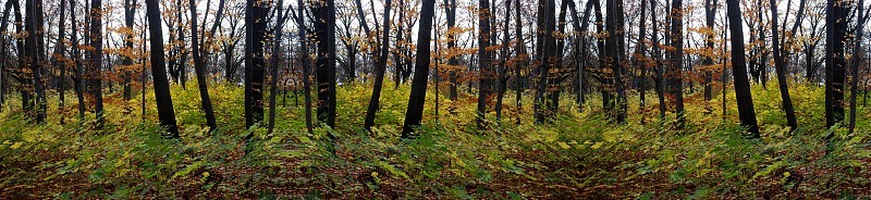 来自柏林城市公园(Volkspark)雷伯格的对称印象