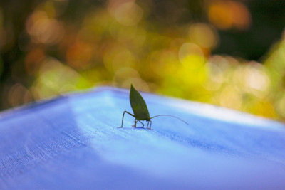 Green leaf mimic katydid at the Amazon rainforest 