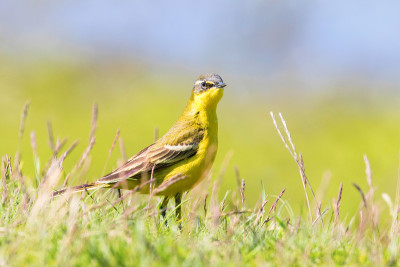 草丛中的黄鸟，西部黄Wagtail(莫塔西拉黄)