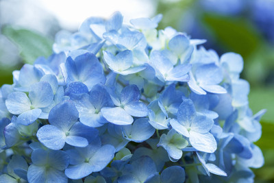 绣球花