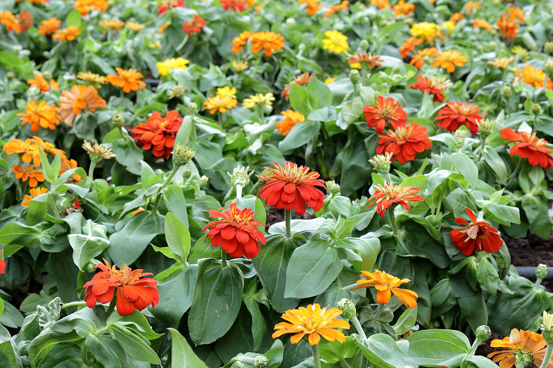 田野里红色和黄色的雏菊花式花