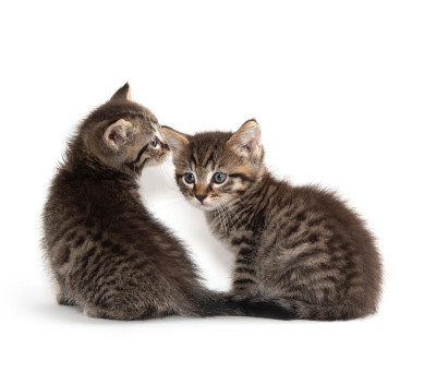 两只白色的虎斑猫