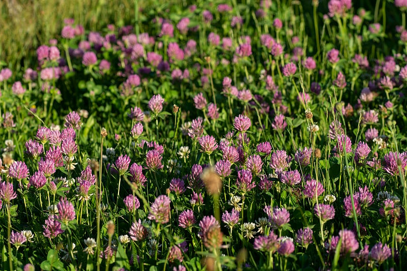 野生红三叶草花孤立(红三叶草)。