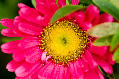 贵Aster花