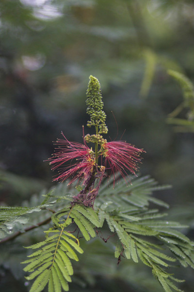 花蕾和开放的花。天然绿色背景墙纸。