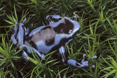 蓝色毒箭蛙