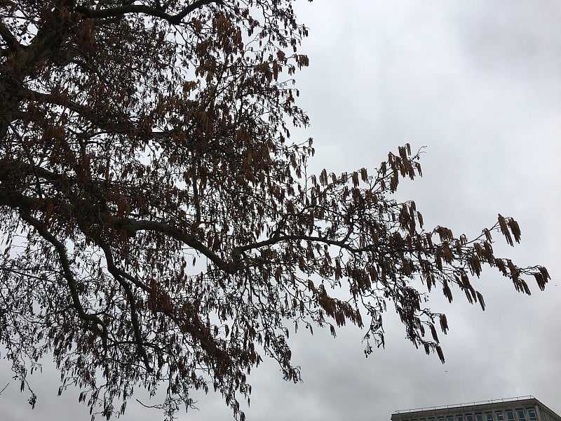 普通桤木(Alnus glutinosa) -树枝和小枝