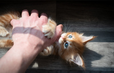 宠物主人和姜黄色小猫玩耍