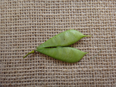 未成熟的豆荚小艳丽