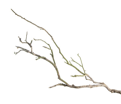 干分支