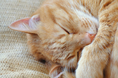 熟睡的甜姜猫
