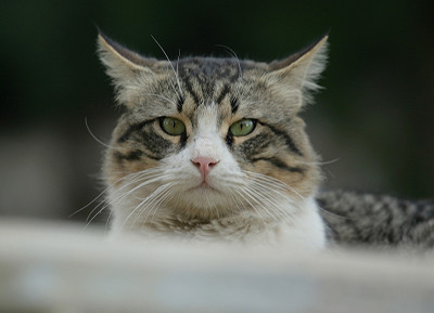 猫的脸