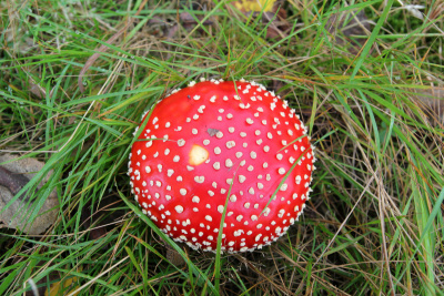 蘑菇