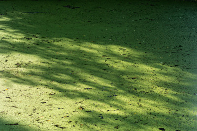 水生植物，称为lemna