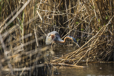 紫鹭(Ardea purpurea)