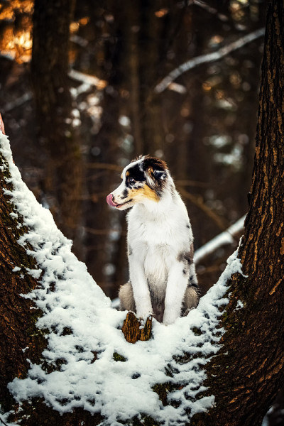 冬天的澳大利亚牧羊犬幼犬