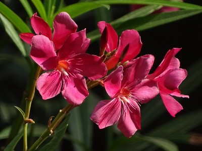 花宏伟