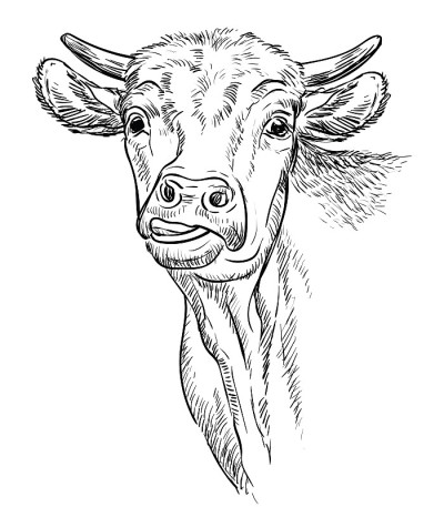 搞笑牛头手绘插图