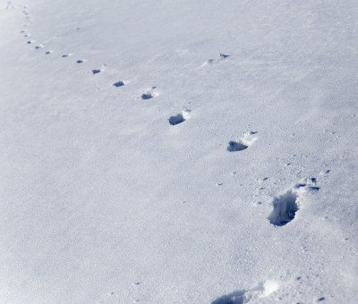 雪地里的脚印