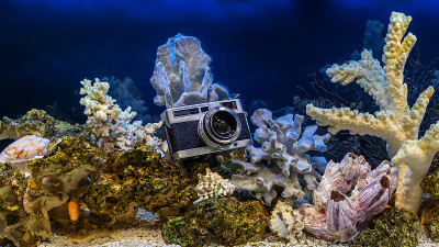 仿海式淡水水族馆。水景和水景设计。内置单反胶片复古相机。