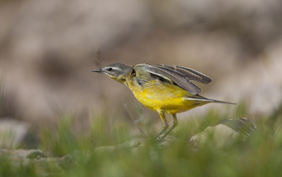 西部黄Wagtail(莫塔西拉黄)